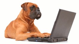 Dog next to laptop