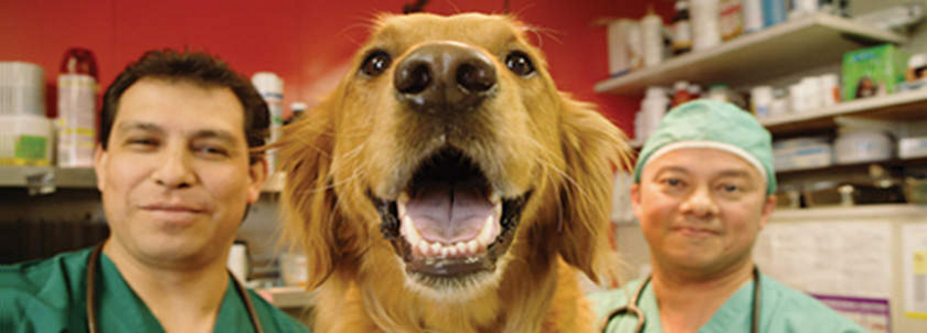 Veterinarians: An essential link in your community's licensing program.